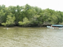 Imagen Observación de delfines